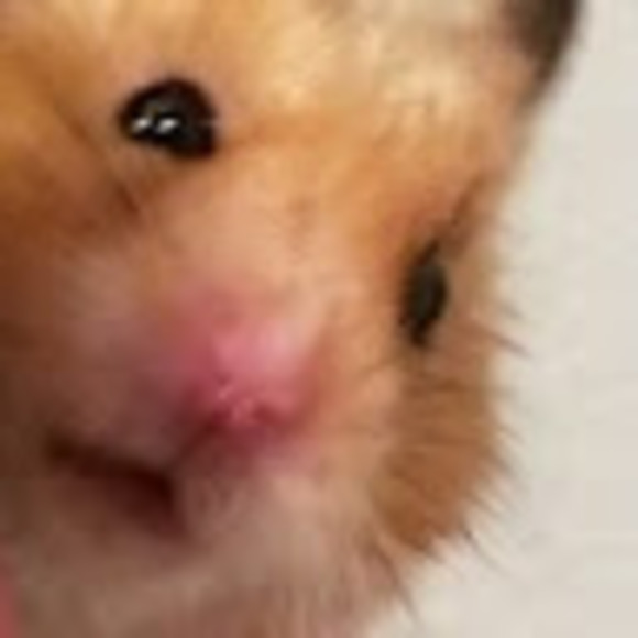 Meet your Posher, Rosalind - Picture 1 of 1